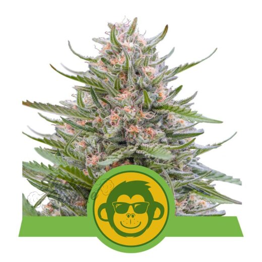 Royal Queen Seeds - Grape Ape 3er Pack (USA Line / Autoflower)