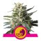 Royal Queen Seeds - Lemon Shining Silver Haze (Feminisiert) 3er Pack