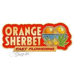 Fast Buds - Orange Sherbet (Fast Flowering) 3er Pack