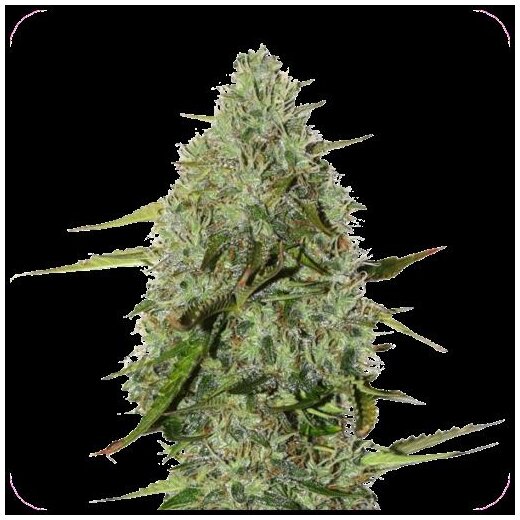 Ganesha Seeds - Deva Amnesia OG Feminisiert 3er Pack