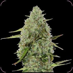 Ganesha Seeds - Deva Amnesia OG Feminisiert 3er Pack