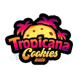 Fast Buds - Tropicana Cookies (Autoflower) 2er Pack
