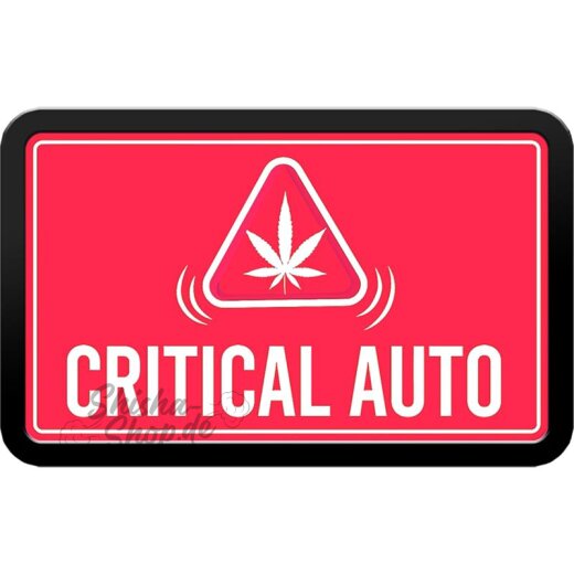 Fast Buds - Original Critical (Autoflower) 3er Pack